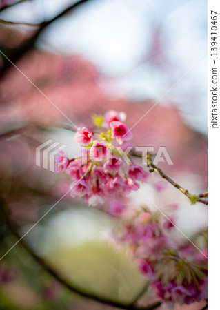 Cherry blossoms Cherry blossoms 139410467