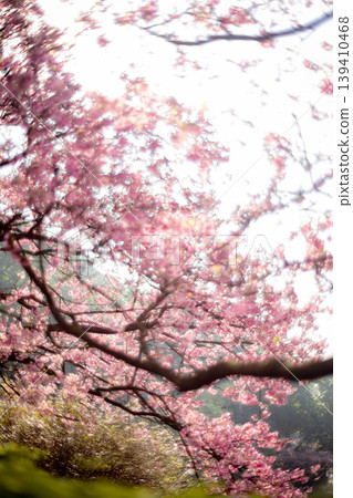 Cherry blossoms Cherry blossoms 139410468