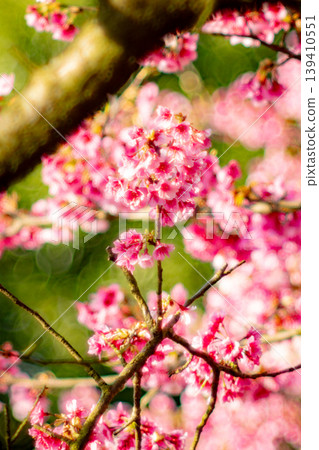 櫻花 櫻花 139410551