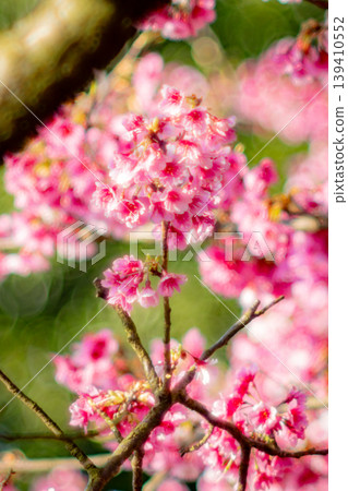 櫻花 櫻花 139410552