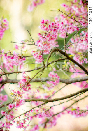 Cherry blossoms Cherry blossoms 139410554
