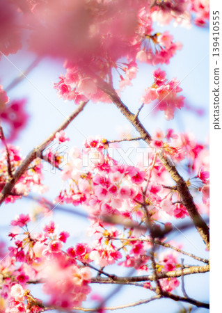 櫻花 139410555