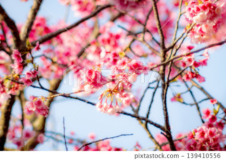 櫻花 139410556