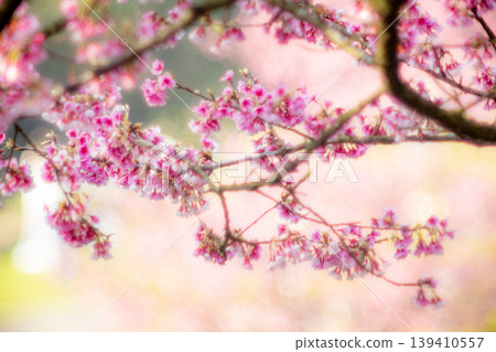 櫻花 139410557