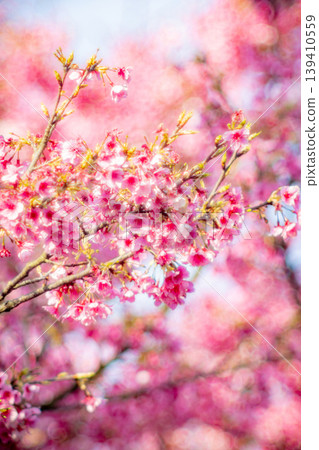 Cherry blossoms Cherry blossoms 139410559
