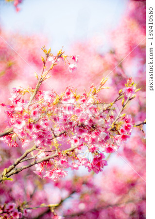 櫻花 櫻花 139410560