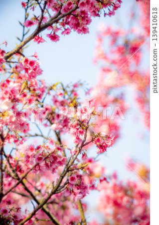 Cherry blossoms Cherry blossoms 139410618