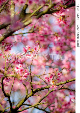 Cherry blossoms Cherry blossoms 139410619