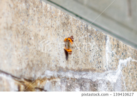 Butterfly Butterfly 139410627