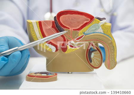 Male reproductive system, Asian doctor holding human anatomy model for study diagnosis and treatment in hospital. Male reproductive system, Asian doctor holding human anatomy model for study diagnosis and treatment in hospital. 139410660