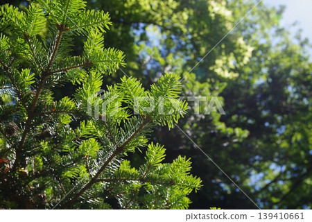 Young leaves of a fir tree Young leaves of a fir tree 139410661