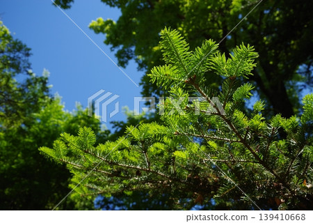 Young leaves of a fir tree Young leaves of a fir tree 139410668