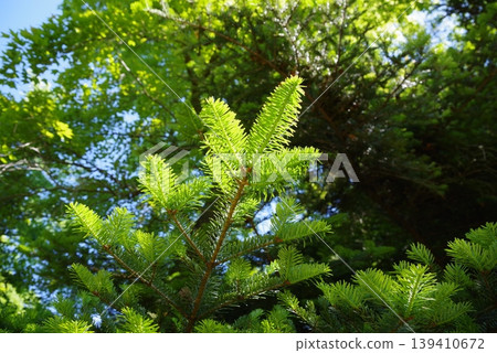 Young leaves of a fir tree 139410672
