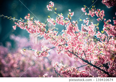 Cherry blossoms  139410674