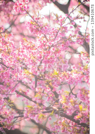 櫻花 櫻花 139410678