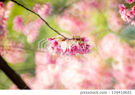 Cherry blossoms Cherry blossoms 139410681