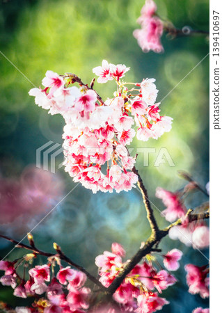 櫻花 櫻花 139410697