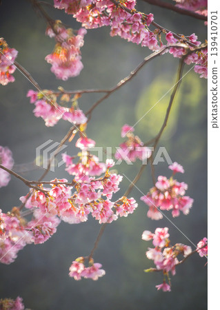 櫻花 139410701