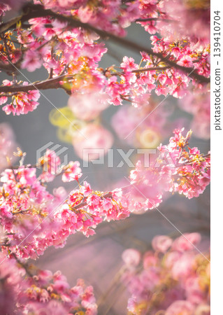 櫻花 櫻花 139410704