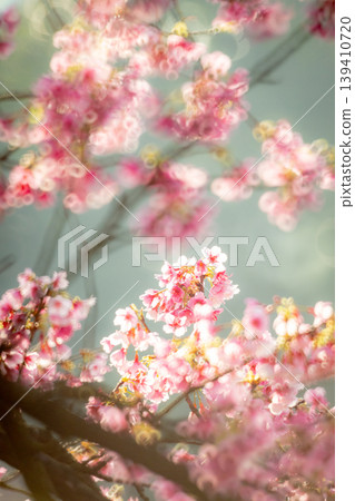 櫻花 櫻花 139410720
