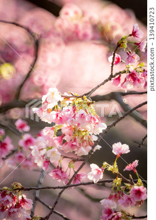 櫻花 櫻花 139410723