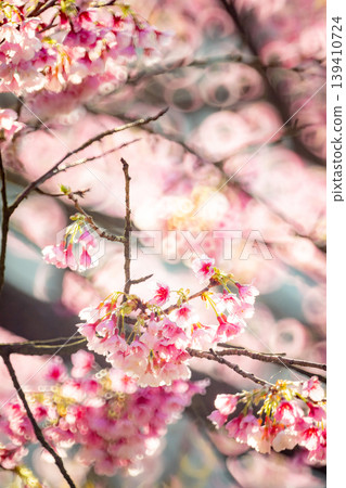 櫻花 櫻花 139410724