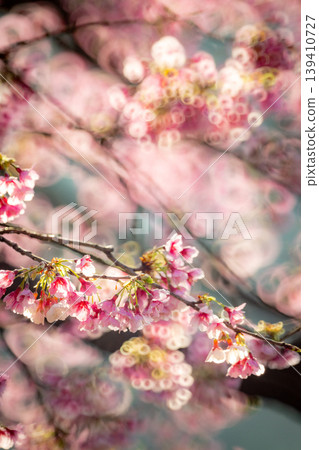 櫻花 139410727