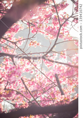 櫻花 櫻花 139410742