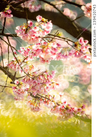 櫻花 櫻花 139410743