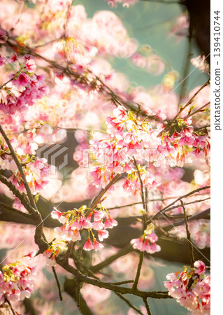 Cherry blossoms Cherry blossoms 139410744