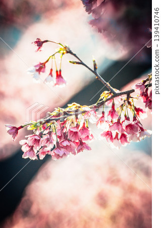 櫻花 櫻花 139410746