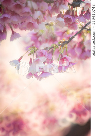 櫻花 櫻花 139410748