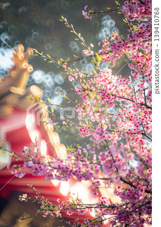 Cherry blossoms Cherry blossoms 139410768
