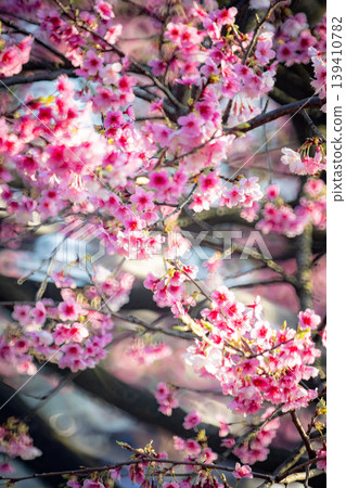 Cherry blossoms Cherry blossoms 139410782