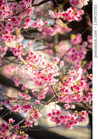 櫻花 139410783