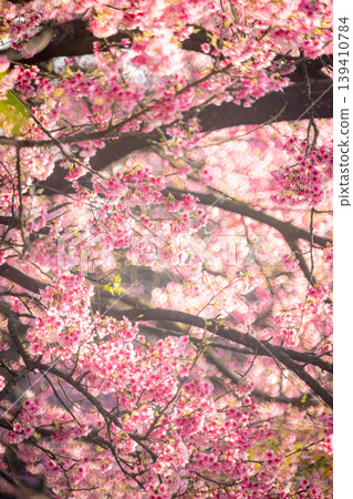 櫻花 櫻花 139410784