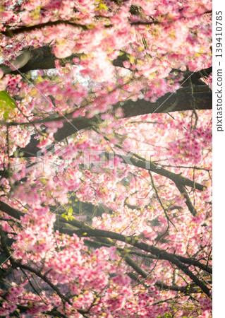 櫻花 139410785
