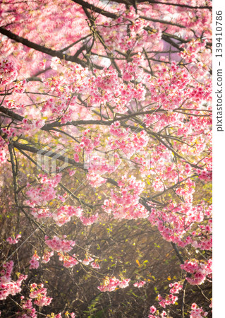 櫻花 櫻花 139410786