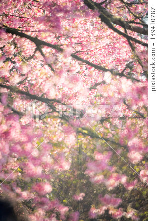 Cherry blossoms  139410787