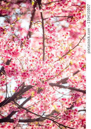 櫻花 櫻花 139410807