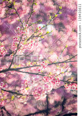 櫻花 櫻花 139410811