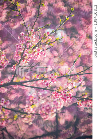 Cherry blossoms Cherry blossoms 139410812