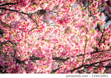 Cherry blossoms Cherry blossoms 139410861