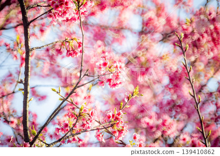 Cherry blossoms Cherry blossoms 139410862