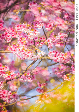 Cherry blossoms Cherry blossoms 139410864