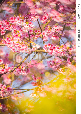 Cherry blossoms Cherry blossoms 139410865