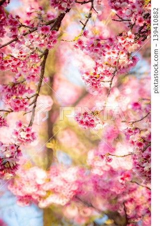 Cherry blossoms Cherry blossoms 139410882