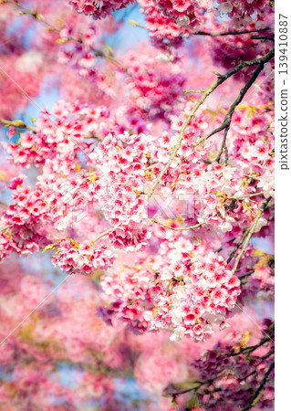 櫻花 櫻花 139410887