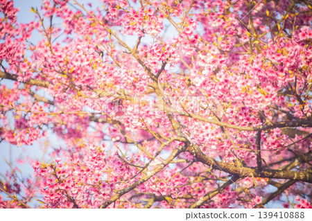 櫻花 櫻花 139410888