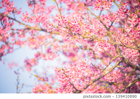 櫻花 櫻花 139410890
